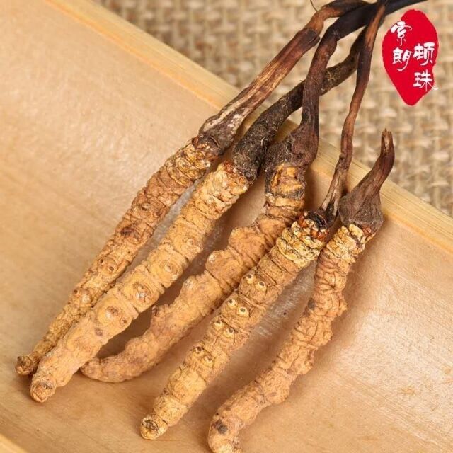 2019年5月下旬冬虫夏草价格